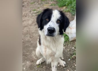 Räuber, geb. ca. 04/2025, lebt in GRIECHENLAND, auf einer privaten Pflegestelle