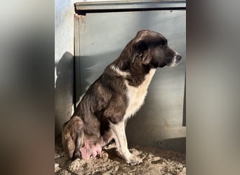 Mère, geb. ca. 03/2023, lebt in GRIECHENLAND, im städt. Tierheim Serres