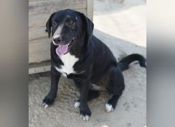 Ria, geb. ca. 10/2024, lebt in GRIECHENLAND, im städt. Tierheim Serres