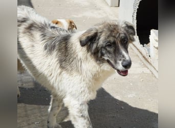 Ludmilla, geb. ca. 05/2025, lebt in GRIECHENLAND, im städt. Tierheim Serres