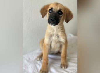 Cindy, geb. ca. 03/2026, lebt in GRIECHENLAND, im städt. Tierheim Serres