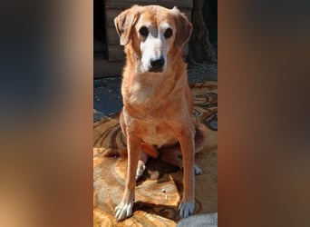 Flower, geb. ca. 06/2015, lebt in GRIECHENLAND, auf einer privaten Pflegestelle