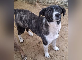 Tsuki, geb. ca. 04/2025, lebt in GRIECHENLAND, auf einer privaten Pflegestelle