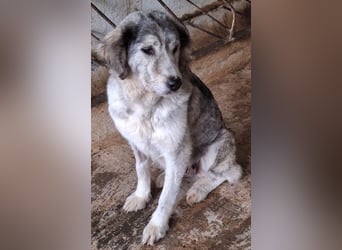 Taika, geb. ca. 07/2024, lebt in GRIECHENLAND, auf einer privaten Pflegestelle