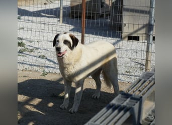 Benda, geb. ca. 06/2023, lebt in GRIECHENLAND, im städt. Tierheim Serres