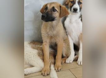 Anja, geb. ca. 12/2025, lebt in GRIECHENLAND, auf einer privaten Pflegestelle