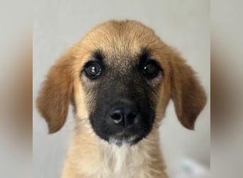 Cindy, geb. ca. 03/2026, lebt in GRIECHENLAND, im städt. Tierheim Serres