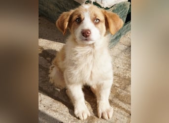 Josefine, geb. ca. 12/2025, lebt in GRIECHENLAND, im städt. Tierheim Serres