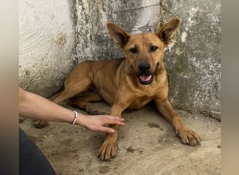 Zella, geb. ca. 03/2023, lebt auf einer Pflegestelle in 47638 Straelen