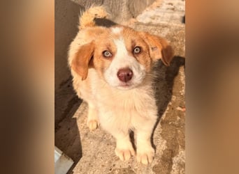 Josefine, geb. ca. 12/2025, lebt in GRIECHENLAND, im städt. Tierheim Serres