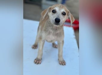 Rosie, geb. ca. 05/2026, lebt in GRIECHENLAND, im städt. Tierheim Serres