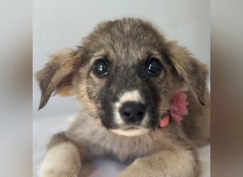 Karolina, geb. ca. 03/2026, lebt in GRIECHENLAND, im städt. Tierheim Serres