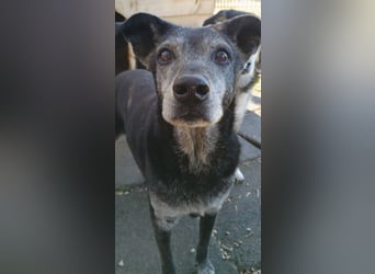 Lilika, geb. ca. 06/2015, lebt in GRIECHENLAND, auf einer privaten Pflegestelle