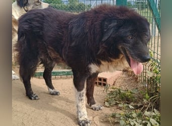 Betty-Boo, geb. ca. 01/2014, lebt in GRIECHENLAND, auf einer privaten Pflegestelle