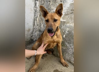 Zella, geb. ca. 03/2023, lebt auf einer Pflegestelle in 47638 Straelen