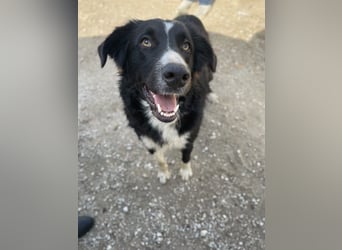 Meredith, geb. ca. 01/2022, lebt in GRIECHENLAND, auf einem Gelände, auf dem die Hunde notdürftig ve