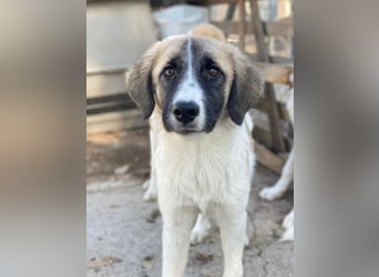 Dinka, geb. ca. 04/2025, lebt in GRIECHENLAND, im städt. Tierheim Serres