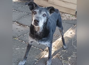 Lilika, geb. ca. 06/2015, lebt in GRIECHENLAND, auf einer privaten Pflegestelle