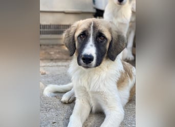 Dinka, geb. ca. 04/2025, lebt in GRIECHENLAND, im städt. Tierheim Serres