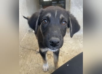 Elina, geb. ca. 03/2026, lebt in GRIECHENLAND, im städt. Tierheim Serres