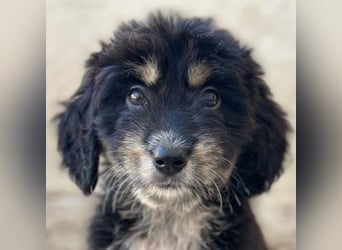Ginger, geb. ca. 05/2026, lebt in GRIECHENLAND, im städt. Tierheim Serres