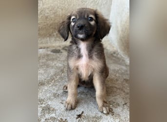 Harissa, geb. ca. 05/2026, lebt in GRIECHENLAND, im städt. Tierheim Serres