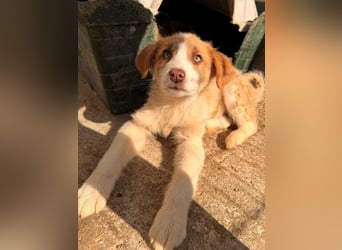 Josefine, geb. ca. 12/2025, lebt in GRIECHENLAND, im städt. Tierheim Serres