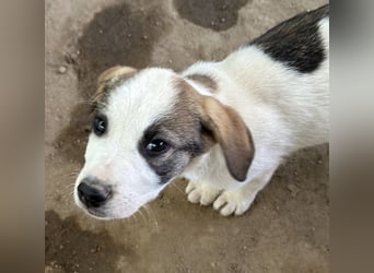 Zengo, geb. ca. 02/2025, lebt in GRIECHENLAND, auf einer privaten Pflegestelle