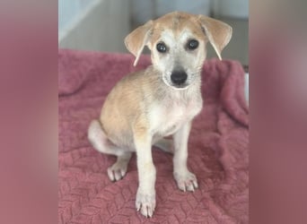 Rosie, geb. ca. 05/2026, lebt in GRIECHENLAND, im städt. Tierheim Serres