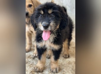 Ginger, geb. ca. 05/2026, lebt in GRIECHENLAND, im städt. Tierheim Serres