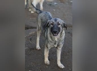 Nina Chuba, geb. ca. 02/2024, lebt in GRIECHENLAND, im städt. Tierheim Serres