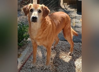 Flower, geb. ca. 06/2015, lebt in GRIECHENLAND, auf einer privaten Pflegestelle