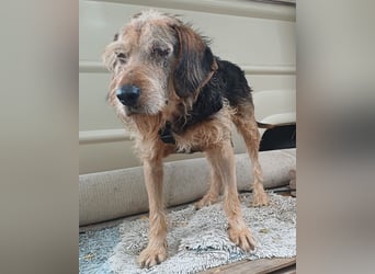 Yasko, geb. ca. 11/2022, lebt auf einer Pflegestelle in 44649 Herne