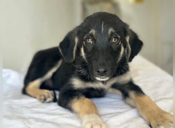 Elina, geb. ca. 03/2026, lebt in GRIECHENLAND, im städt. Tierheim Serres