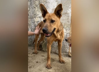 Zella, geb. ca. 03/2023, lebt auf einer Pflegestelle in 47638 Straelen