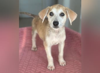 Rosie, geb. ca. 05/2026, lebt in GRIECHENLAND, im städt. Tierheim Serres