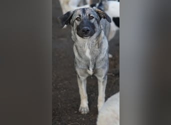 Nina Chuba, geb. ca. 02/2024, lebt in GRIECHENLAND, im städt. Tierheim Serres