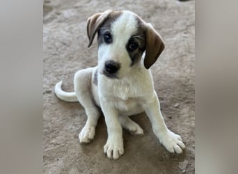 Zengo, geb. ca. 02/2025, lebt in GRIECHENLAND, auf einer privaten Pflegestelle