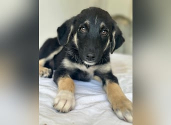 Elina, geb. ca. 03/2026, lebt in GRIECHENLAND, im städt. Tierheim Serres