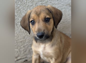 Tiana, geb. ca. 02/2026, lebt in GRIECHENLAND, im städt. Tierheim Serres