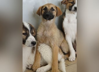 Anja, geb. ca. 12/2025, lebt in GRIECHENLAND, auf einer privaten Pflegestelle