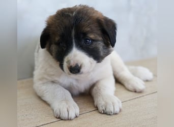 Calma, geb. ca. 01/2026, lebt in GRIECHENLAND, auf einer privaten Pflegestelle