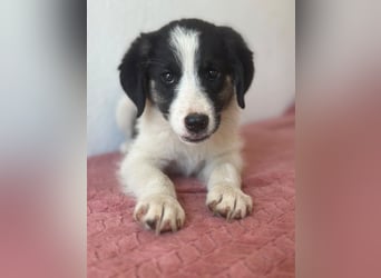 Pina, geb. ca. 05/2026, lebt in GRIECHENLAND, im städt. Tierheim Serres
