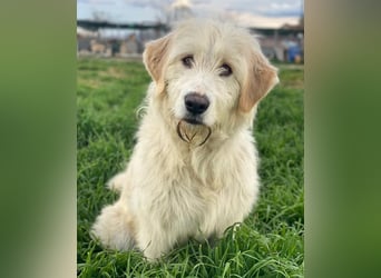 Arina, geb. ca. 10/2024, lebt in GRIECHENLAND, im städt. Tierheim Serres