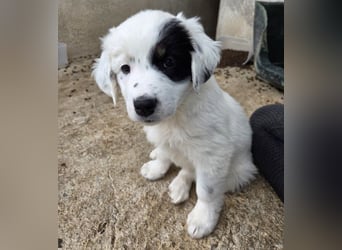 Mary, geb. ca. 02/2026, lebt in GRIECHENLAND, im städt. Tierheim Serres