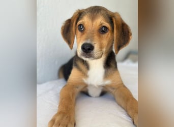 Holly, geb. ca. 03/2026, lebt in GRIECHENLAND, im städt. Tierheim Serres