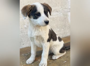 Yoko, geb. ca. 03/2026 , lebt in GRIECHENLAND, auf einer privaten Pflegestelle