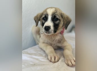 Amira, geb. ca. 03/2026, lebt in GRIECHENLAND, im städt. Tierheim Serres