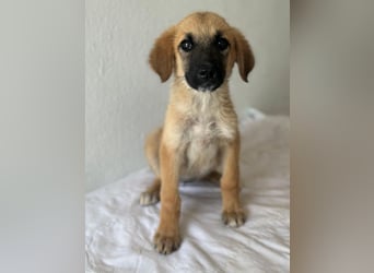Cindy, geb. ca. 03/2026, lebt in GRIECHENLAND, im städt. Tierheim Serres