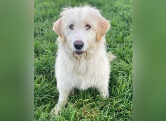 Arina, geb. ca. 10/2024, lebt in GRIECHENLAND, im städt. Tierheim Serres